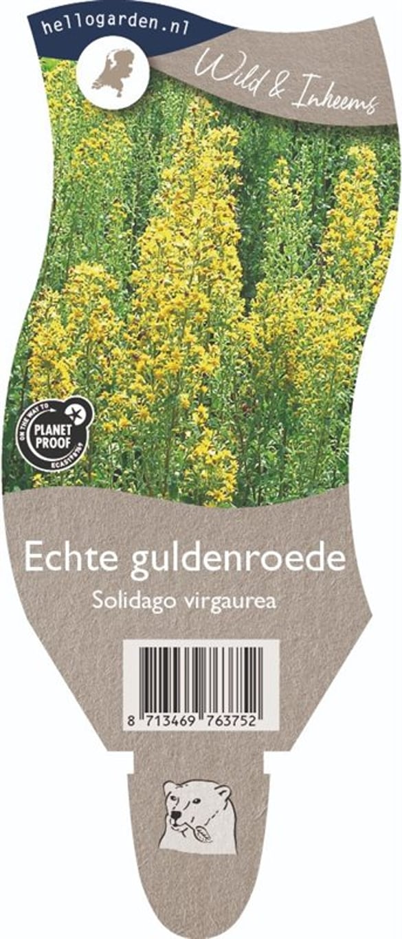 Solidago virgaurea - P11
